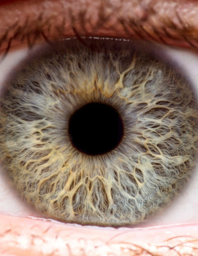 Pupil and Iris Measurements